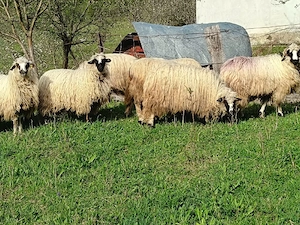 Vand 6 noatine si un Berbecuț