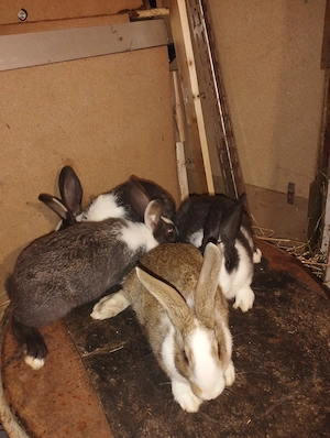 iepuri hycole francez femelute  - imagine 3