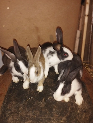 iepuri hycole francez femelute  - imagine 2