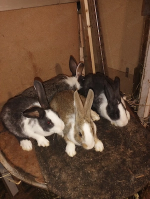 iepuri hycole francez femelute 