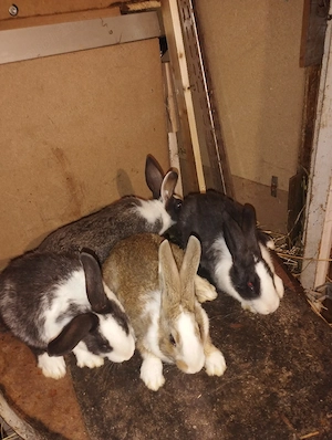 iepuri hycole francez femelute  - imagine 4