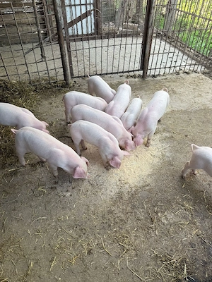 purcei de vinzare  au sase săptămini - imagine 4