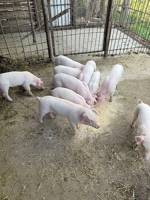 purcei de vinzare  au sase săptămini - imagine 5