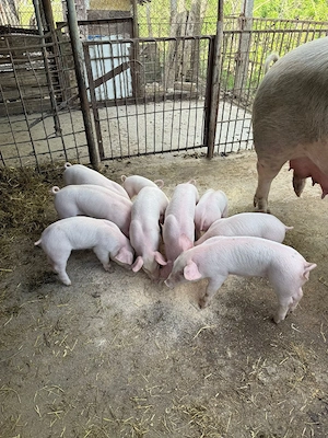 purcei de vinzare  au sase săptămini