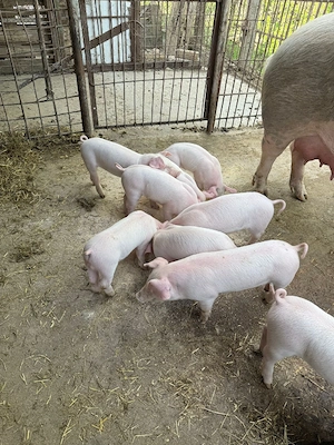 purcei de vinzare  au sase săptămini - imagine 3