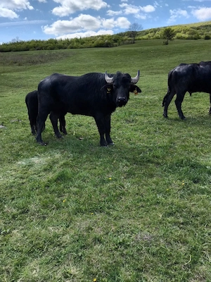Tauri de bivol cu certificat de origine