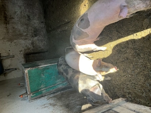 Șoldani de 30-40 kg!!!