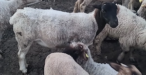 Oaie si mioara Dorper - imagine 3