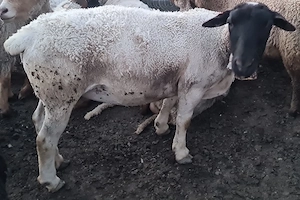 Oaie si mioara Dorper - imagine 2