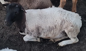 Oaie si mioara Dorper - imagine 4