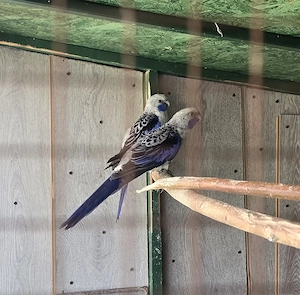 Papagali Rozela Penant