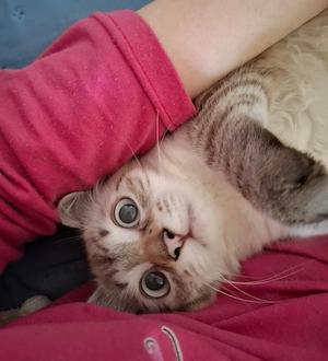 Pisicuta Ragdoll lynxpoint