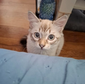 Ragdoll lynxpoint pisicuta  - imagine 2