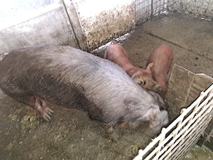 Purcei duroc