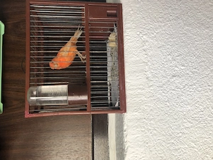 Canar mascul cu colivie  - imagine 2