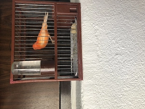 Canar mascul cu colivie  - imagine 3