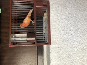 Canar mascul cu colivie  - imagine 4