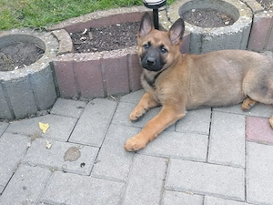 Căței de ciobănesc belgian de malinois 