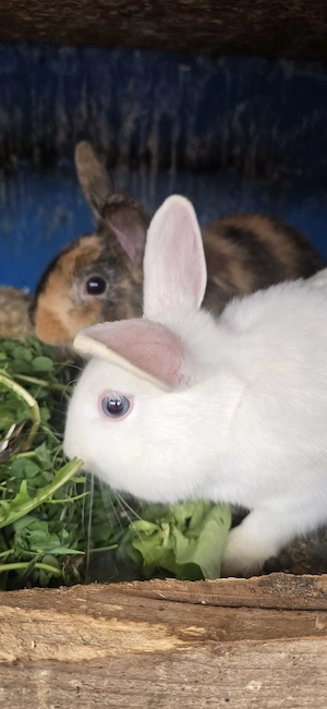 vînd iepuri  - imagine 4