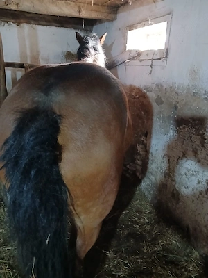 Vând mânză de 2 ani, 2100 euro negociabil  - imagine 3