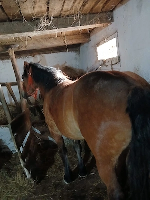 Vând mânză de 2 ani, 2100 euro negociabil  - imagine 2