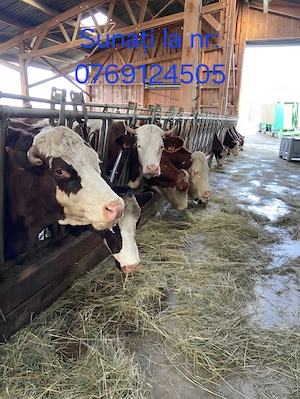 Urgent- angajez îngrijitor vaci de lapte