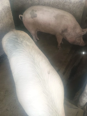Porci de vanzare 12lei kg negociabil  - imagine 2