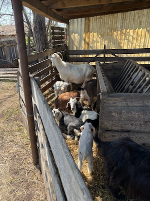  25 de capre de vanzare cu iezi  - imagine 2