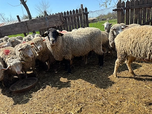 Vând berbec suforg 140kg  - imagine 2