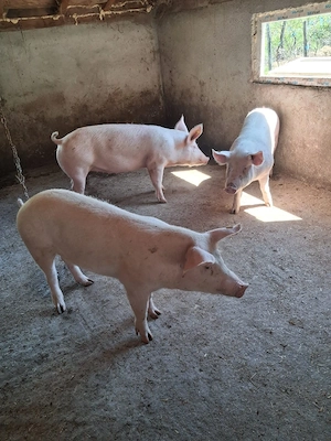 de vanzare - imagine 5