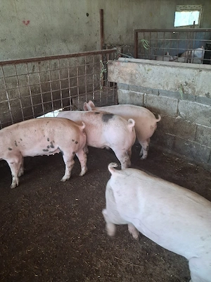 de vanzare - imagine 3