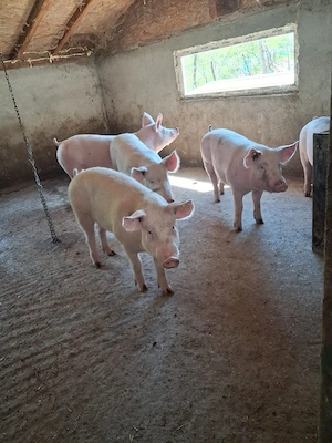 de vanzare - imagine 2