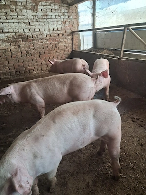 de vanzare - imagine 4