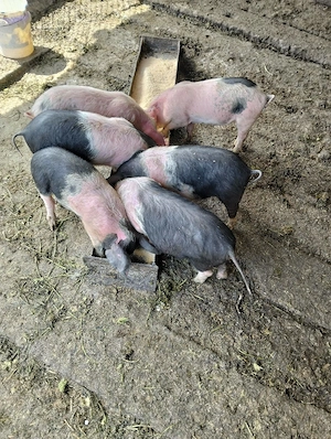 Vand purcei Bazna - imagine 2