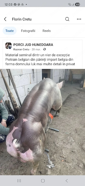 scroafa gestanta - imagine 3