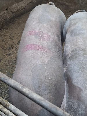 scroafa gestanta - imagine 2