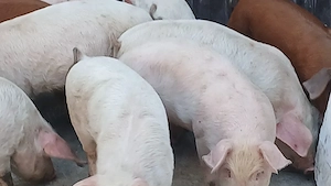 soldani 30-35 kg - imagine 2