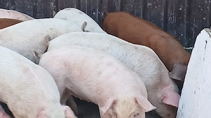 soldani 30-35 kg - imagine 5