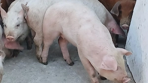 soldani 30-35 kg - imagine 4