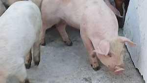 soldani 30-35 kg - imagine 3