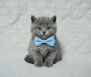 British shorthair din felisa autorizata - imagine 2