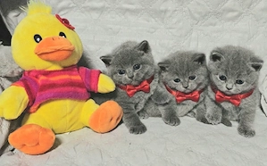 British shorthair din felisa autorizata - imagine 4