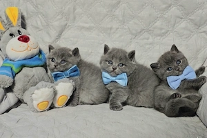 British shorthair din felisa autorizata - imagine 3
