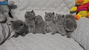 British shorthair din felisa autorizata - imagine 5