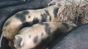 soldani 35-55kg - imagine 4