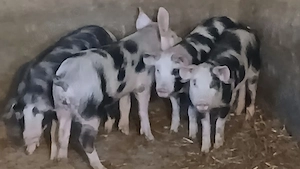 soldani 35-55kg - imagine 5