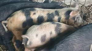 soldani 35-55kg - imagine 2