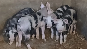 soldani 35-55kg - imagine 7