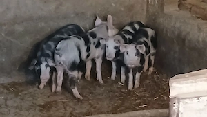 soldani 35-55kg - imagine 6