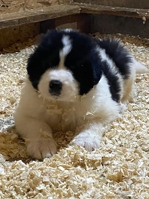 Ciobănesc Românesc de Bucovina 